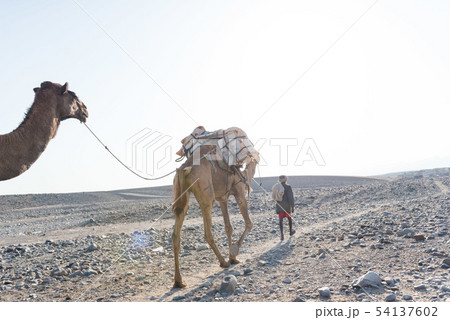 塩のキャラバン　ダナキル砂漠 54137602