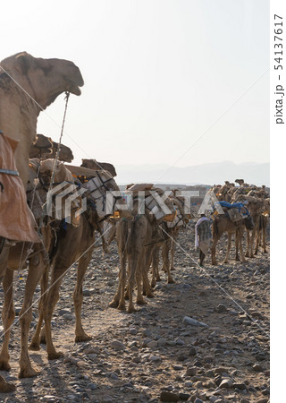 塩のキャラバン　ダナキル砂漠 54137617