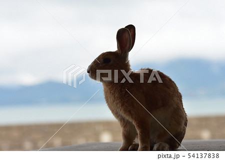 うさぎの島 | 動物 54137838
