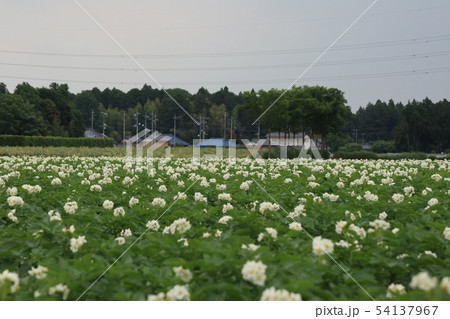白い花の咲いたジャガイモ畑 54137967