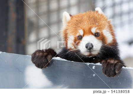 カメラ目線のレッサーパンダ / 北海道 旭山動物園 54138058