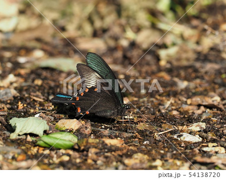 カラスアゲハ カラスアゲハ 54138720