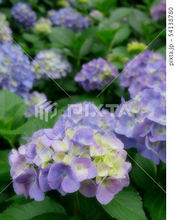紫陽花 54138780