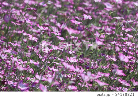 ムギナデシコの花 ムギナデシコの花 54138821
