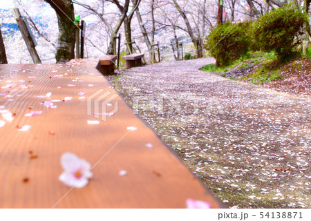 桜のベンチ 54138871