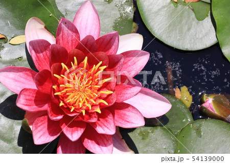 睡蓮の花 睡蓮の花 54139000