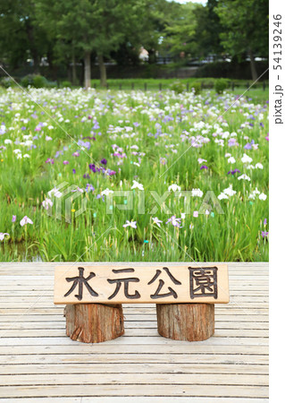 水元公園菖蒲祭り 水元公園菖蒲祭り 54139246