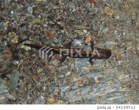 シコクハコネサンショウウオ幼生 シコクハコネサンショウウオ幼生 54139512