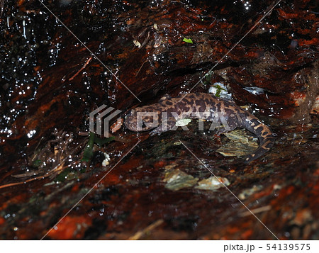 コガタブチサンショウウオ 54139575