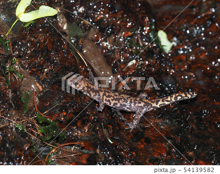 コガタブチサンショウウオ 54139582