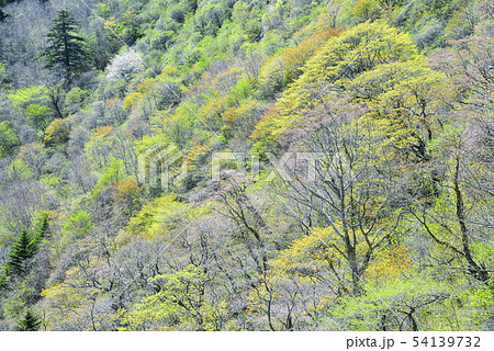 木々が芽生える瓶ヶ森林道 54139732