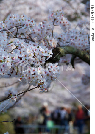 満開のソメイヨシノ　桜　哲学の道 54139893