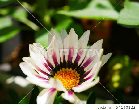 白い花 白い花 54140122