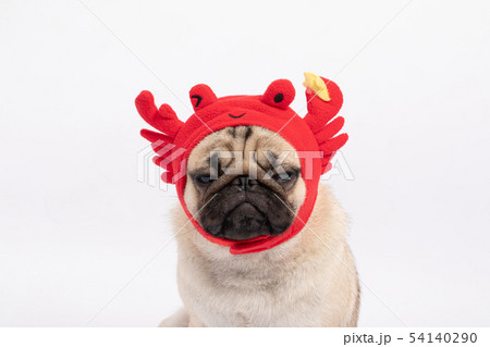 dog pug breed wearing crab hat costume dog pug breed wearing crab hat costume 54140290