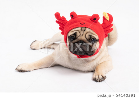 dog pug breed wearing crab hat costume dog pug breed wearing crab hat costume 54140291
