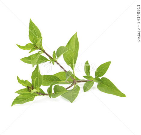 Green basil Isolated on white background 54140911