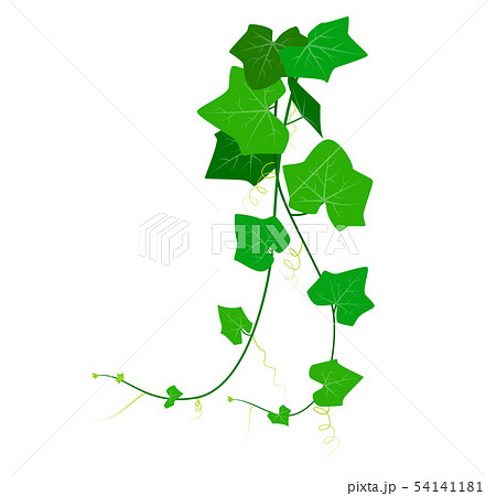 Coccinia Grandis Or Green Ivy のイラスト素材