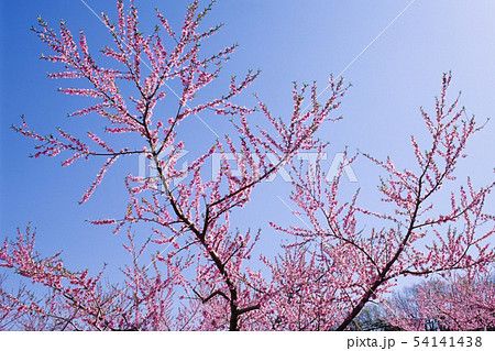 青空に桃の花 54141438