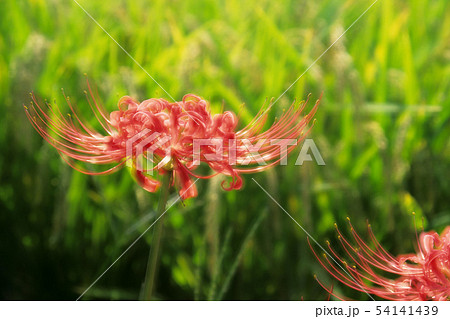 ヒガンバナと稲穂 54141439