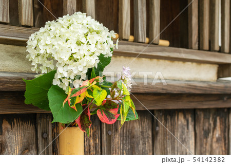 和風の壁に飾った紫陽花 和風の壁に飾った紫陽花 54142382