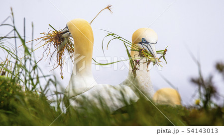 Gannets At Bempton Cliffs 54143013