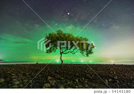 One tree at Chumphon beach, Chumphon province. 54143180