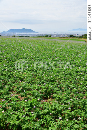 初夏の北海道函館市桔梗町の畑作地域でジャガイモの花が満開の風景を撮影 54143898