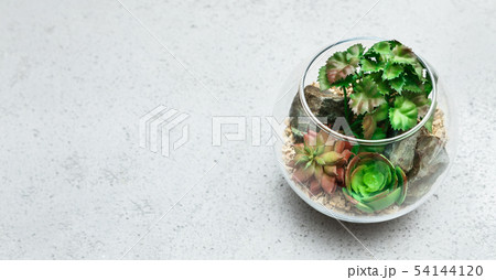 Mini home garden concept, copy space 54144120