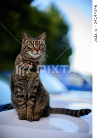 車の上のキジトラ猫 54144146