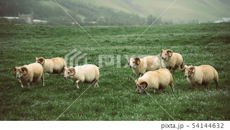 Sheep grazing in Iceland Sheep grazing in Iceland 54144632
