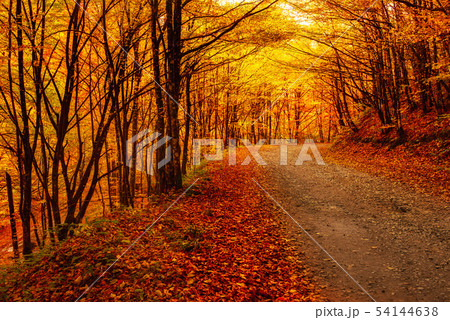Beautiful autumn landscape 54144638