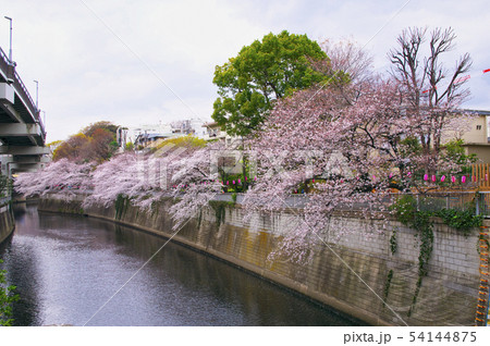 神田川桜並木 54144875