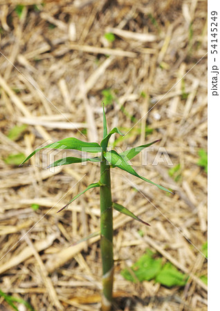 女竹のタケノコ 女竹のタケノコ 54145249