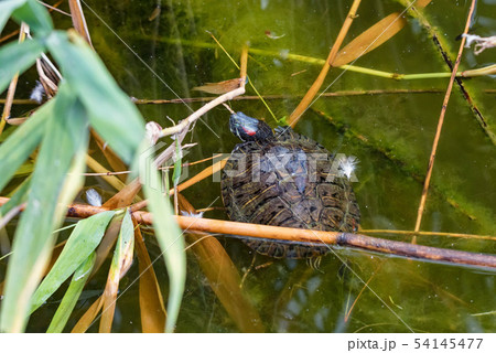 Top view small cute Pond Slider or Trachemys scripta turtle in water 54145477