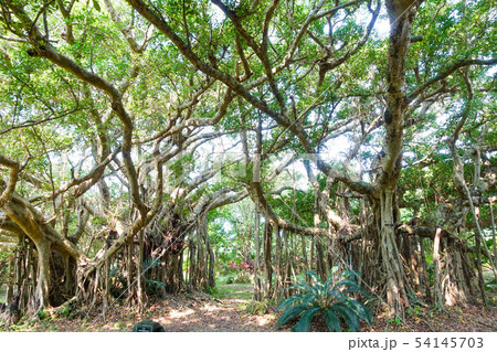 ガジュマル 54145703