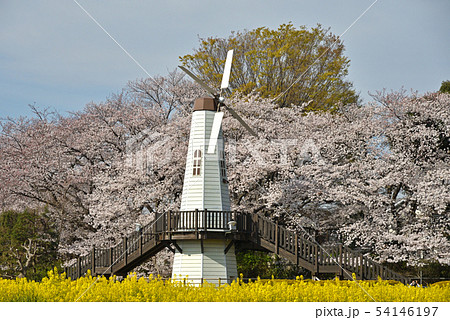 見沼田圃：桜と風車　見晴公園 54146197