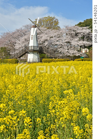 見沼田圃:菜の花と桜と風車 見晴公園 見沼田圃:菜の花と桜と風車 見晴公園 54146201
