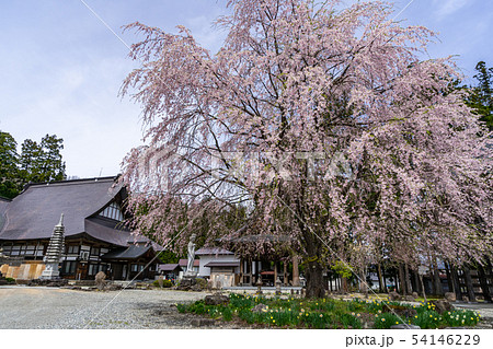 長谷寺のしだれ桜 長野県白馬村 長谷寺のしだれ桜 長野県白馬村 54146229