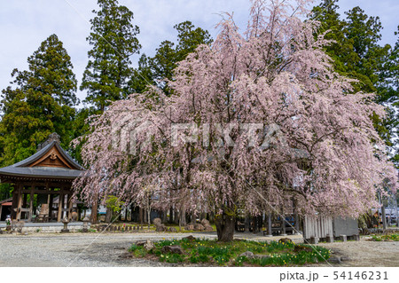 長谷寺のしだれ桜 長野県白馬村 長谷寺のしだれ桜 長野県白馬村 54146231