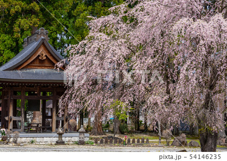 長谷寺のしだれ桜 長野県白馬村 長谷寺のしだれ桜 長野県白馬村 54146235