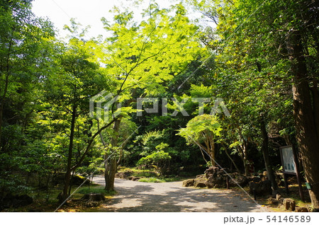 三島市・楽寿園 三島市・楽寿園 54146589