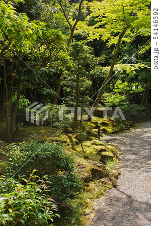 三島市・楽寿園 三島市・楽寿園 54146592