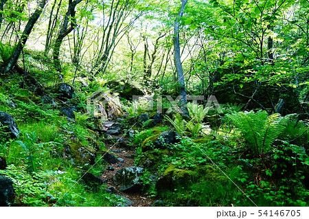 浅間山荘から前掛山登山道 54146705