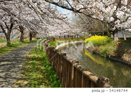見沼田圃：桜の回廊・緑のヘルシーロード 54146744