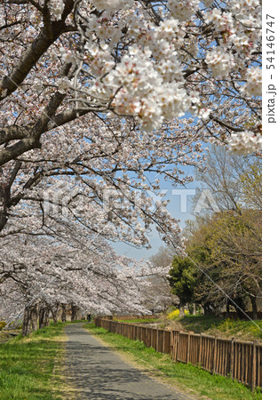 見沼田圃：桜の回廊・緑のヘルシーロード 54146747