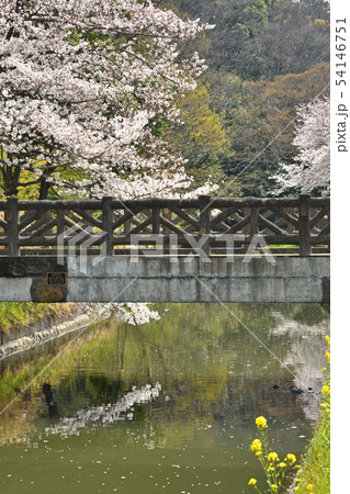 見沼田圃：桜と見沼代用水東縁 54146751