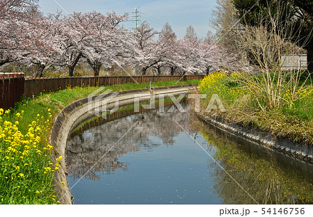 見沼田圃：桜と見沼代用水東縁 54146756