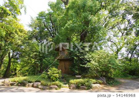 三島市・楽寿園 三島市・楽寿園 54146968