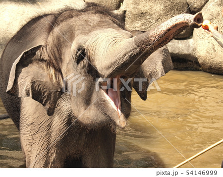 ゾウのあーん elephant ゾウのあーん elephant 54146999