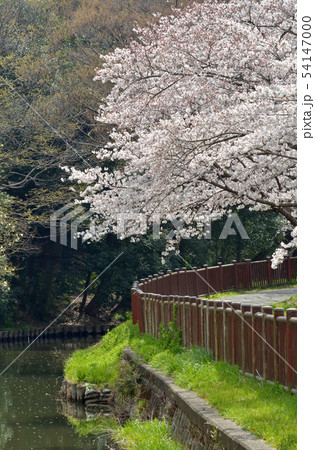 見沼田圃:桜と見沼代用水東縁 見沼田圃:桜と見沼代用水東縁 54147000